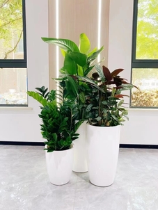 想让空间焕新？宁波余姚花卉租赁来助力啦！